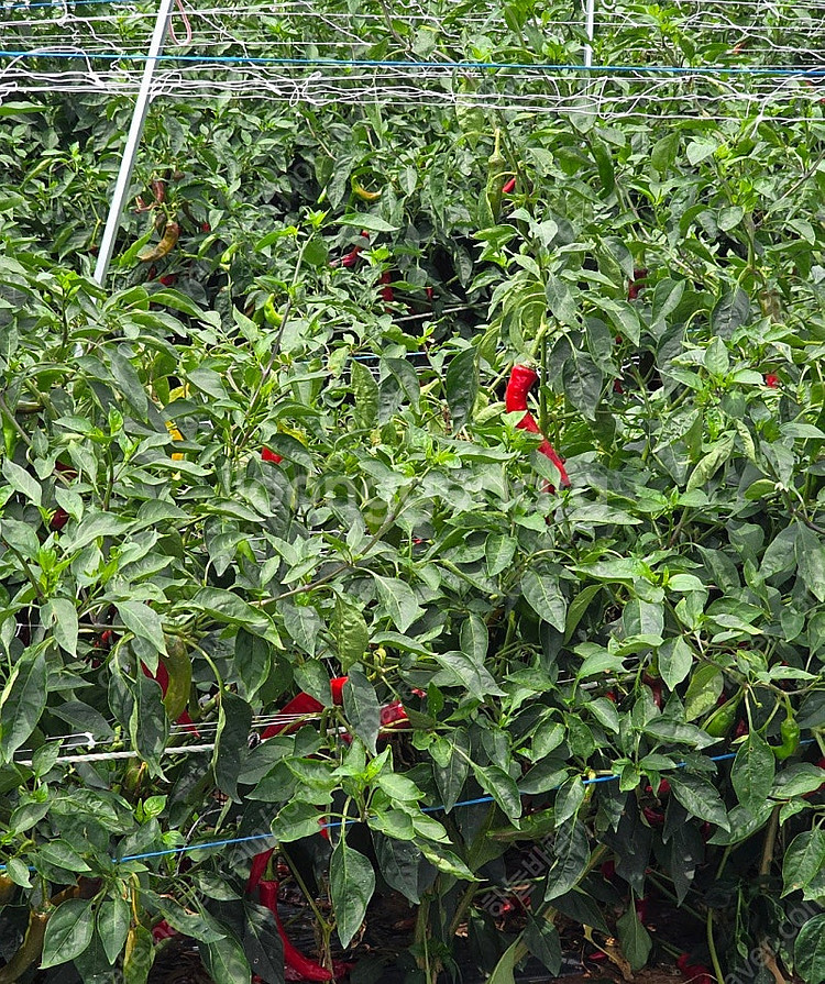 2025년 햇 고추가루 태양초 농가직접 재배 국내산 마른고추--7