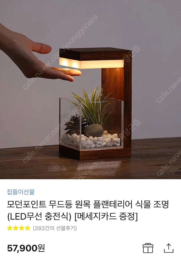 모던포인트 무드등 원목 플랜테리어 식물 조명 이미지