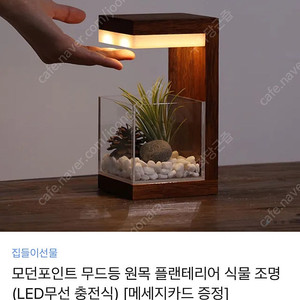 모던포인트 무드등 원목 플랜테리어 식물 조명
