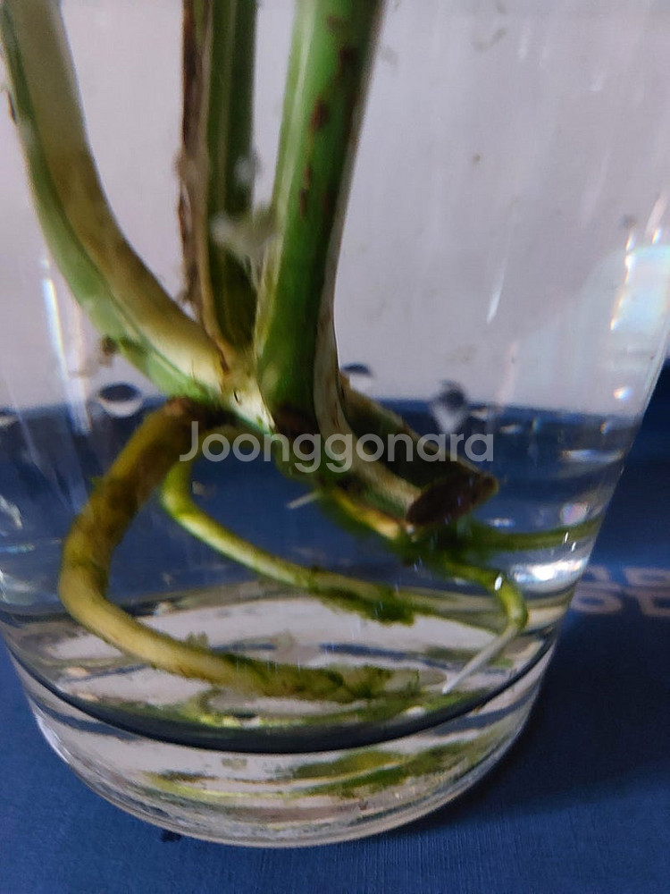 무늬 몬스테라 알보 수경식물/ 알로카시아 / 달개비 등--2