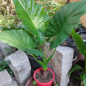 무늬 몬스테라 알보 수경식물/ 알로카시아 / 달개비 등