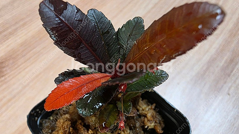 블랙세라타 Sauvagesia serrata black...--0