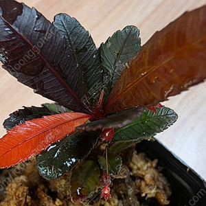 블랙세라타 Sauvagesia serrata black (안스리움X)