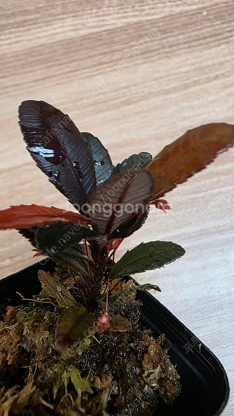 블랙세라타 Sauvagesia serrata black...--1