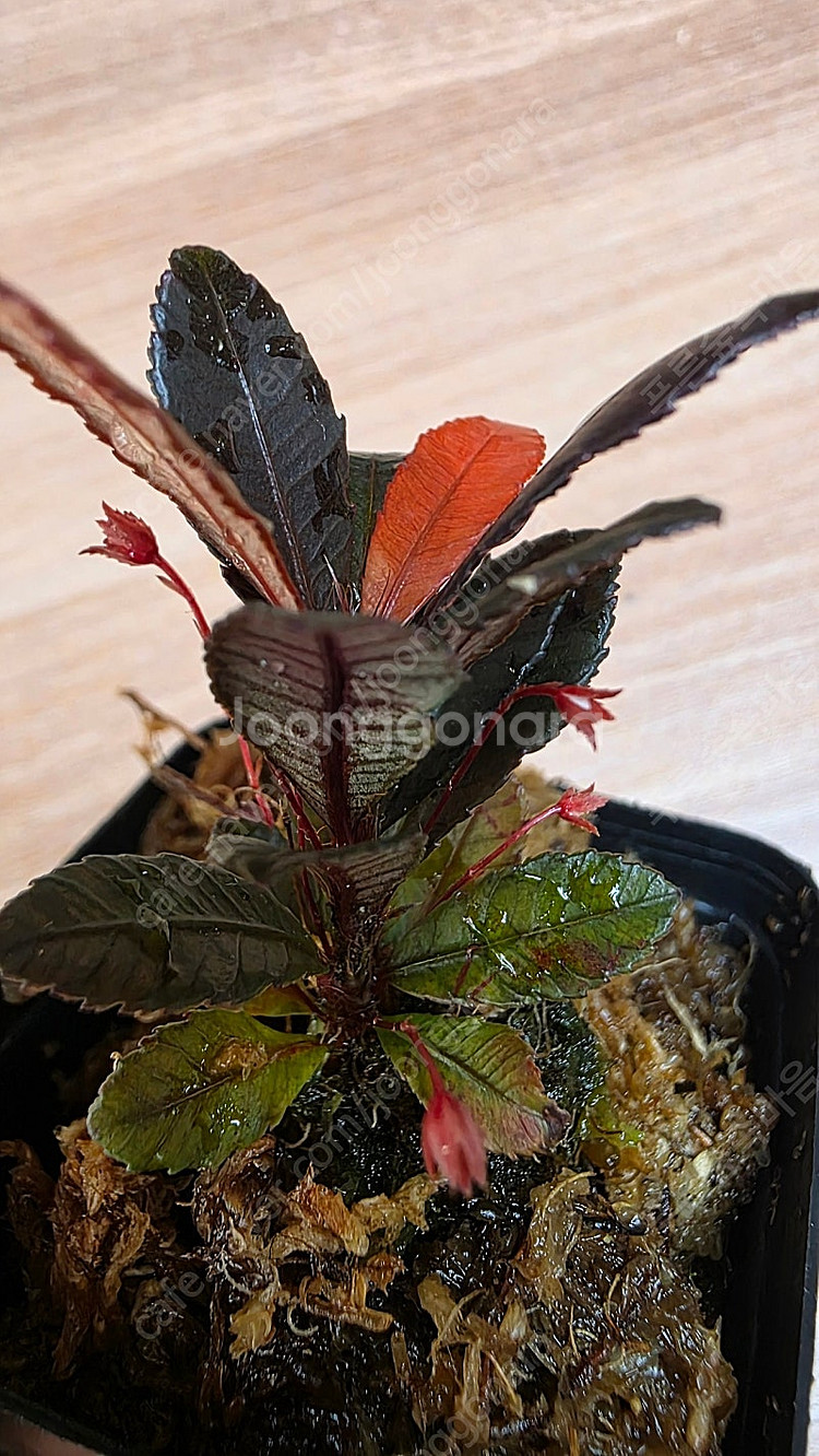 블랙세라타 Sauvagesia serrata black...--2