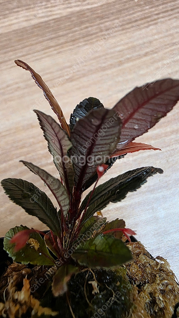 블랙세라타 Sauvagesia serrata black...--3