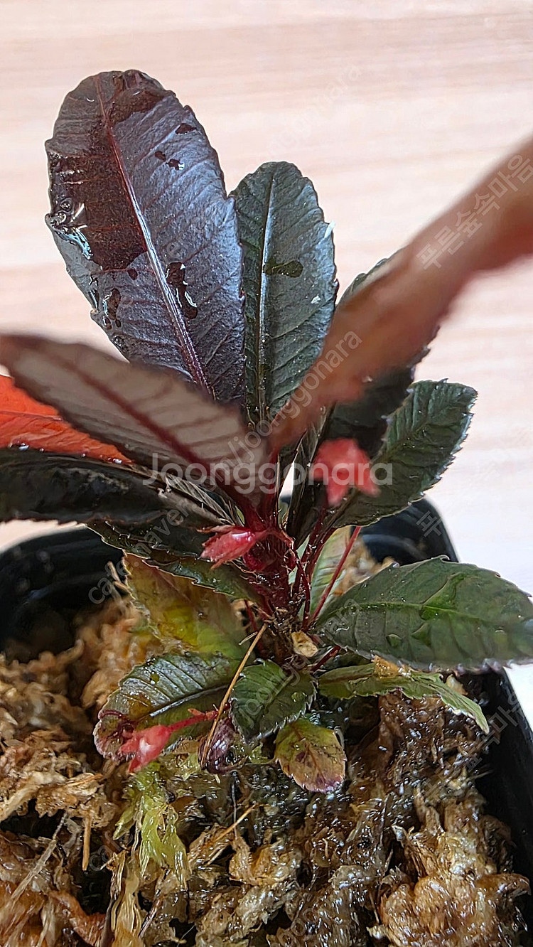 블랙세라타 Sauvagesia serrata black...--4