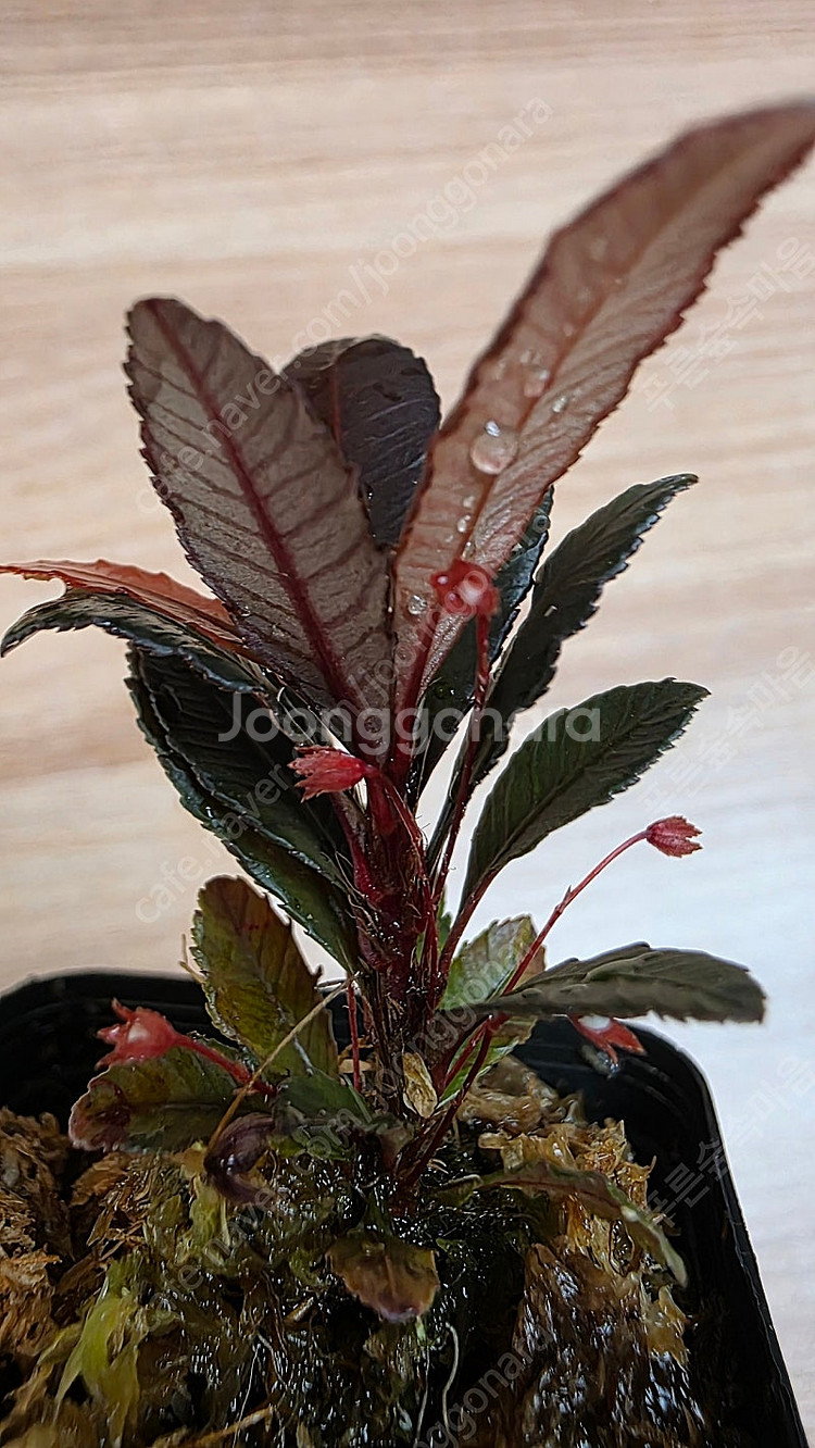 블랙세라타 Sauvagesia serrata black...--5