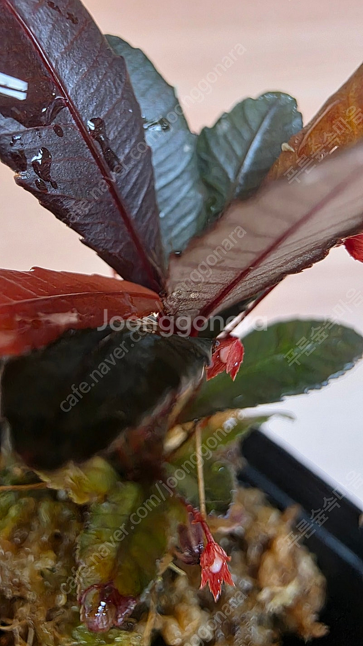 블랙세라타 Sauvagesia serrata black...--6