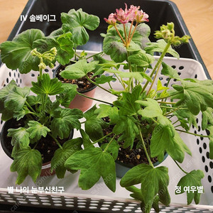 별나의 눈부신친구.정여우별 .IV 솔베이그(서비스)스텔라제라늄.러시아제라늄 3종