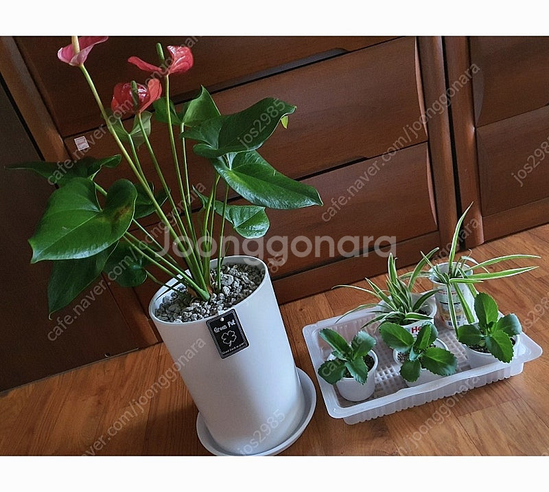 공기정화식물 안스리움 예쁨깨끗 고급최상품 저렴히2만5천원 그외식물모두덤(수원)--2