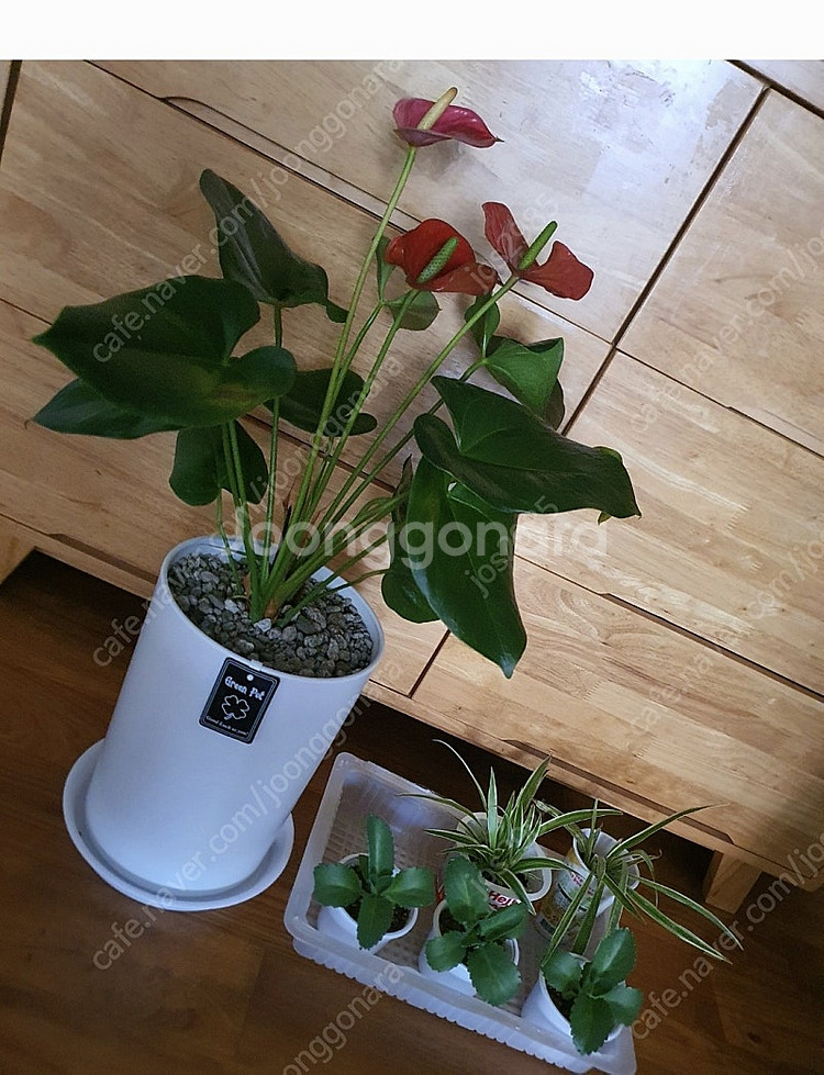 공기정화식물 안스리움 예쁨깨끗 고급최상품 저렴히2만5천원 그외식물모두덤(수원)--3