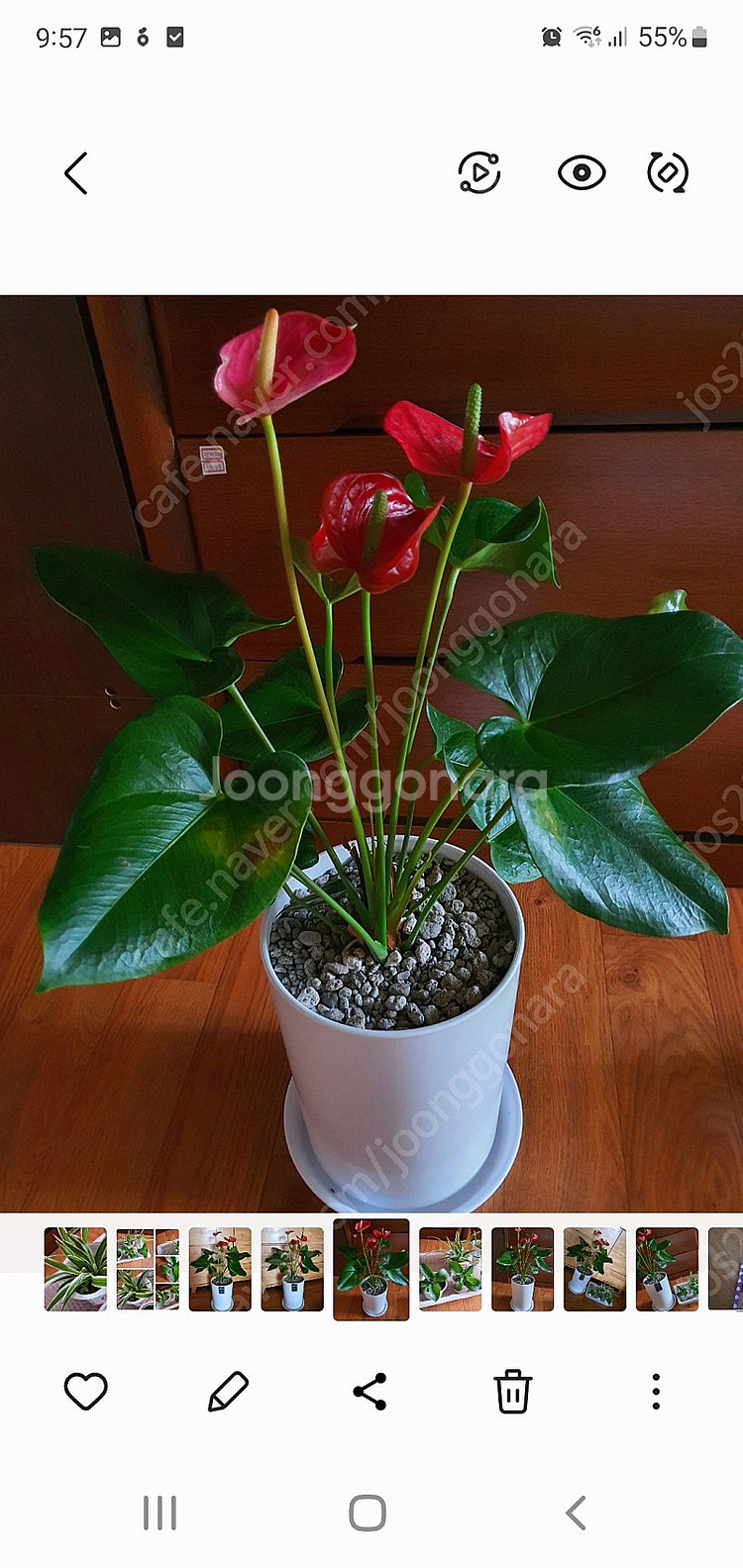 공기정화식물 안스리움 예쁨깨끗 고급최상품 저렴히2만5천원 그외식물모두덤(수원)--5