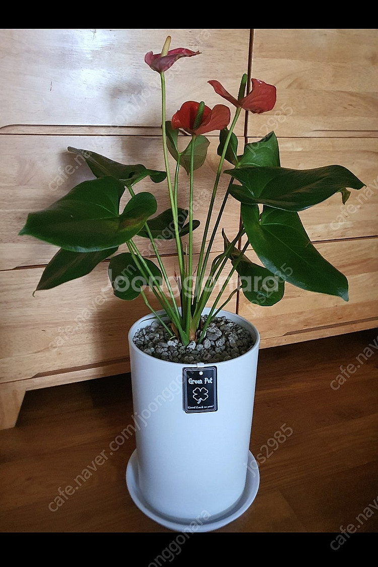 공기정화식물 안스리움 예쁨깨끗 고급최상품 저렴히2만5천원 그외식물모두덤(수원)--6