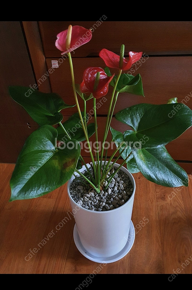 공기정화식물 안스리움 예쁨깨끗 고급최상품 저렴히2만5천원 그외식물모두덤(수원)--7