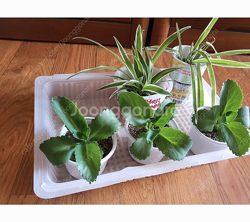 공기정화식물 안스리움 예쁨깨끗 고급최상품 저렴히2만5천원 그외식물모두덤(수원)--8