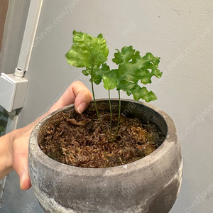 대왕프릴고사리만다이아넘