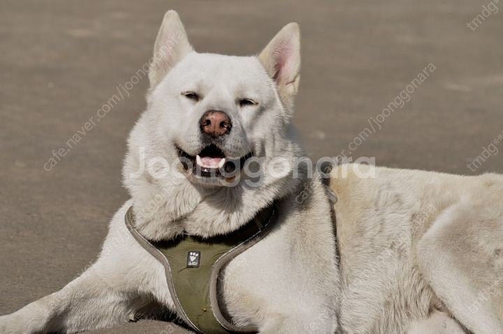 베나자카드 삽니다--0