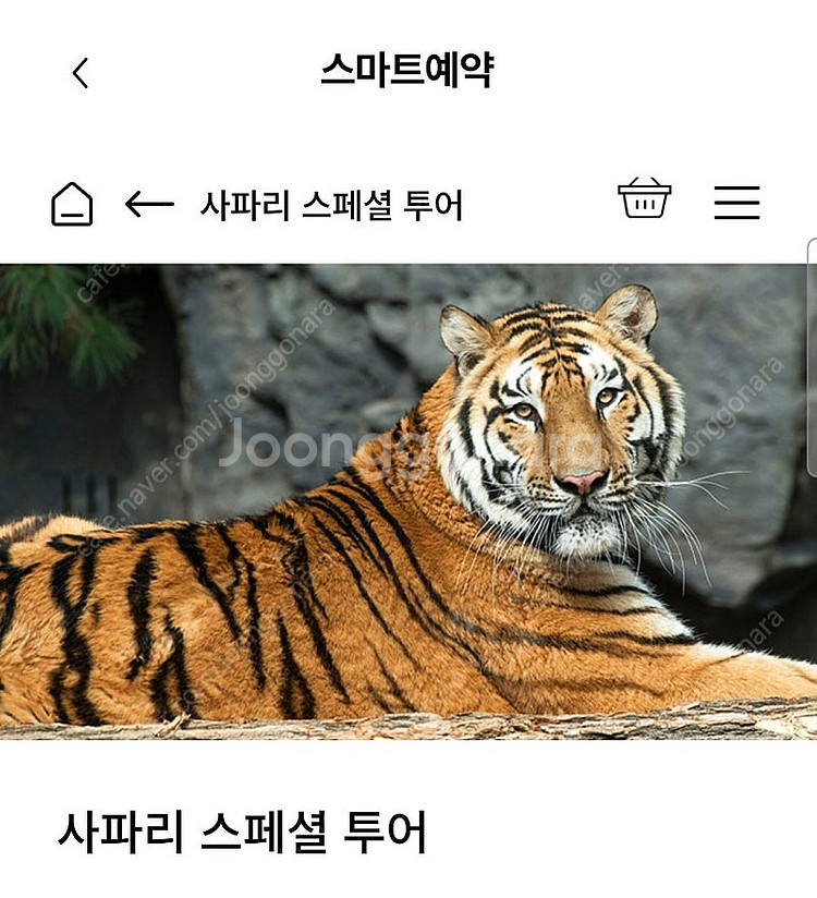 에버랜드 8월달 사파리스페셜투어--0