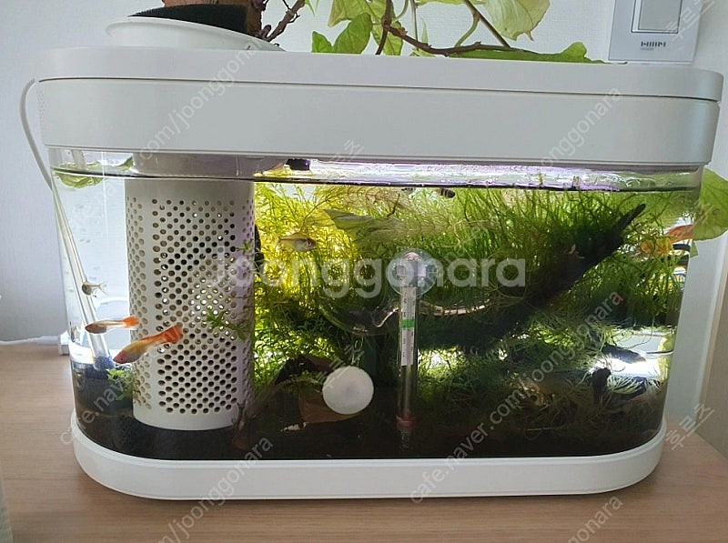 식물 수초(모스, 펄그라스) 분양합니다.--0