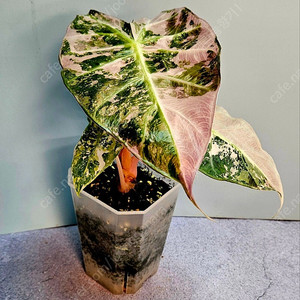 알로카시아 핑크드레곤 바리에가타