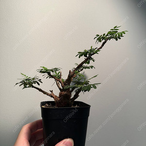 세나메리디오날리스 코덱스