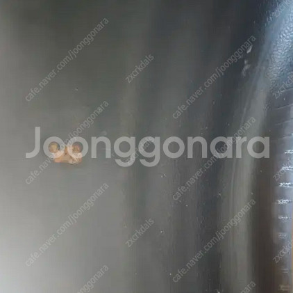 315 35 21 피렐리 피제로 런플렛 2짝--5
