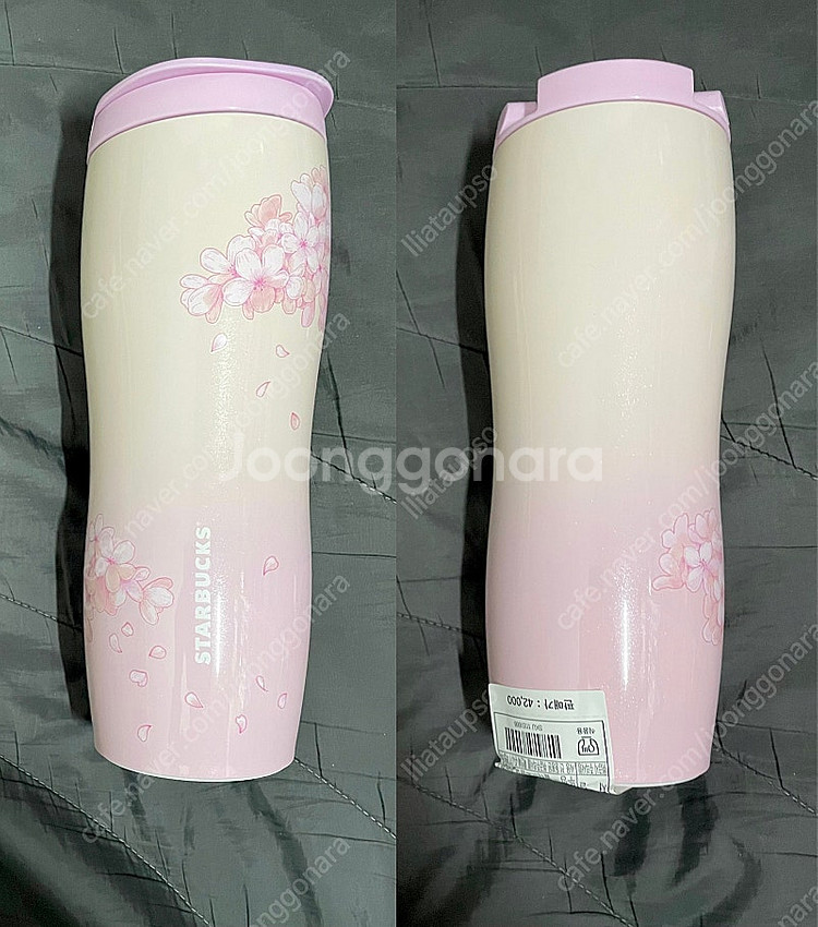 스타벅스 체리블라썸 콩코드--0