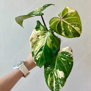 글로리오섬 바리에가타