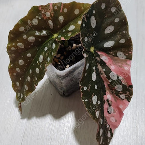 베고니아 마큘라타 바리에가타