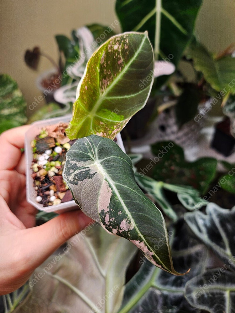 알로카시아 블랙벨벳 핑크바리에가타 자구묘 분양해요--1