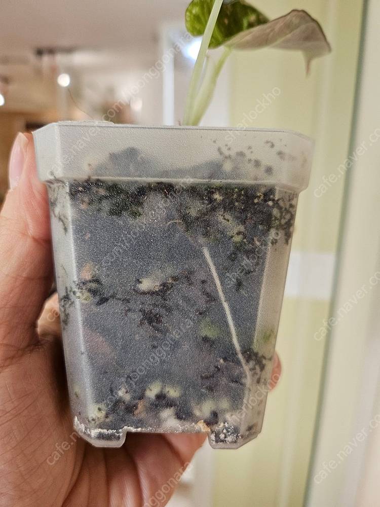 알로카시아 블랙벨벳 핑크바리에가타 자구묘 분양해요--2