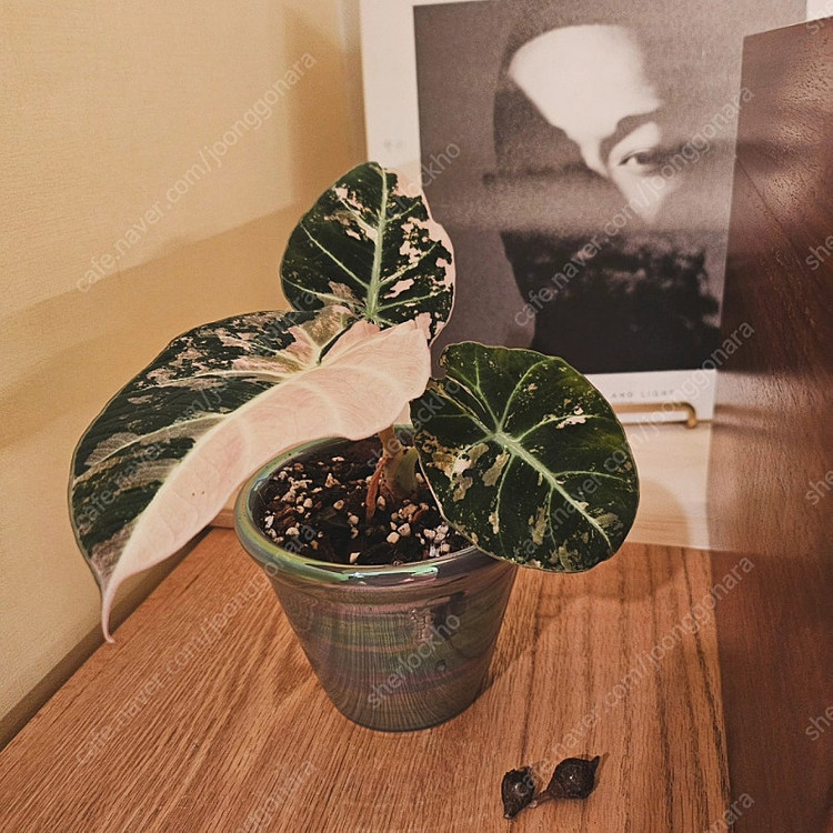 알로카시아 블랙벨벳 핑크바리에가타 자구묘 분양해요--3