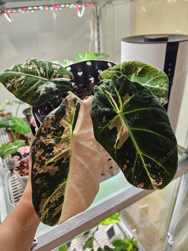 알로카시아 블랙벨벳 핑크바리에가타 자구묘 분양해요--4