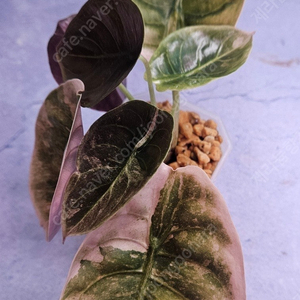 알로카시아 쿠프레아 바리에가타