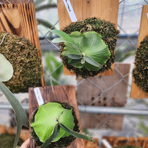 박쥐란 알시콘 마다가스카르 콤팩트(드워프)