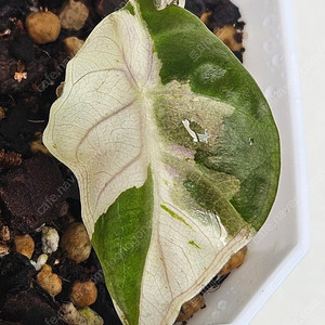 알로카시아 하트벌룬 바리에가타