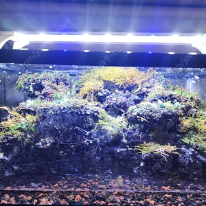 능선 계곡물 비바리움 어항