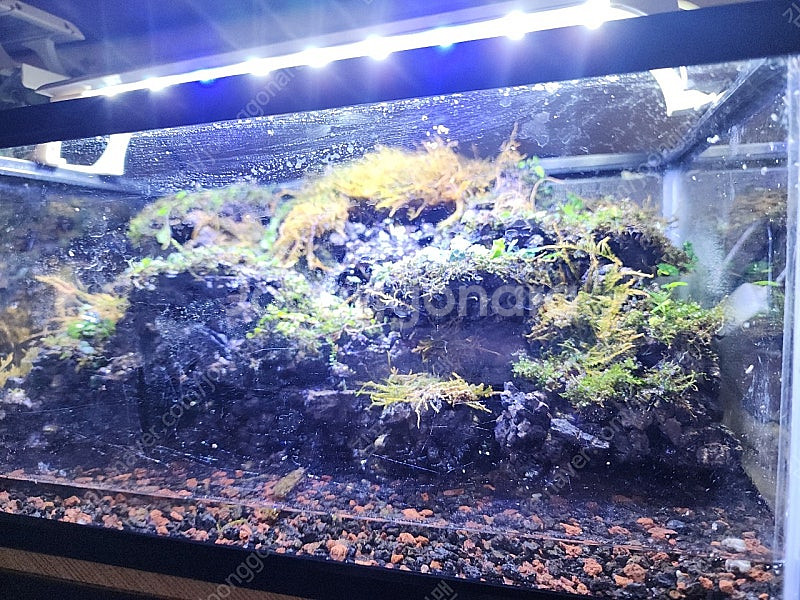 능선 계곡물 비바리움 어항--1