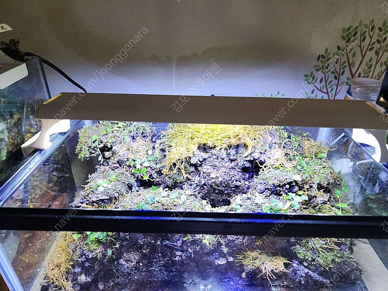 능선 계곡물 비바리움 어항--3