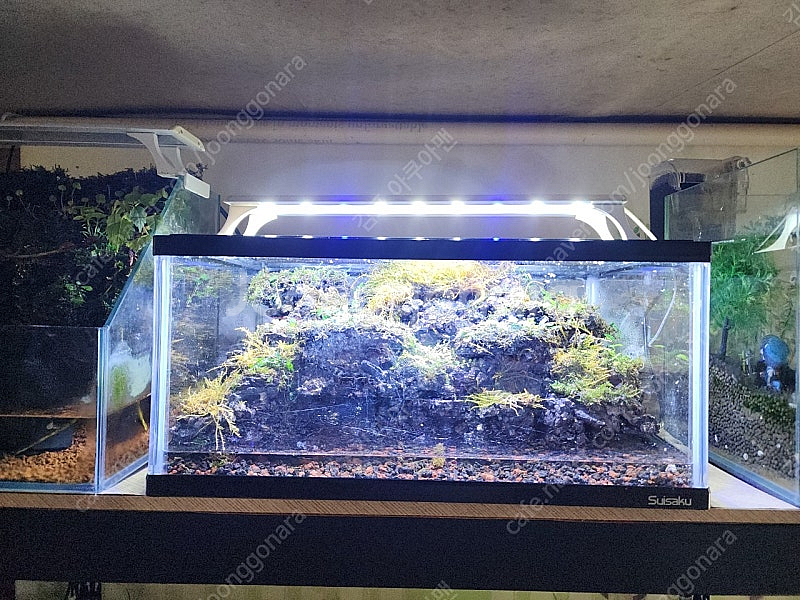 능선 계곡물 비바리움 어항--4