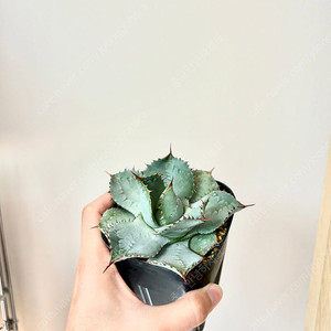 아가베 과달라하라나 슈퍼 과달라하라나 (코덱스, 아프리카 식물) 분양합니다