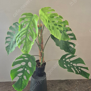 몬스테라 두비아 찢잎 대품 이미지