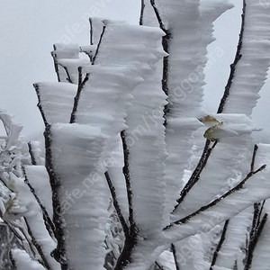레키스틱 / 블랙다이아몬드스틱 / 캠프파인더스틱 각각 다른 3가지 브랜드 스틱 새상품 판매 이미지