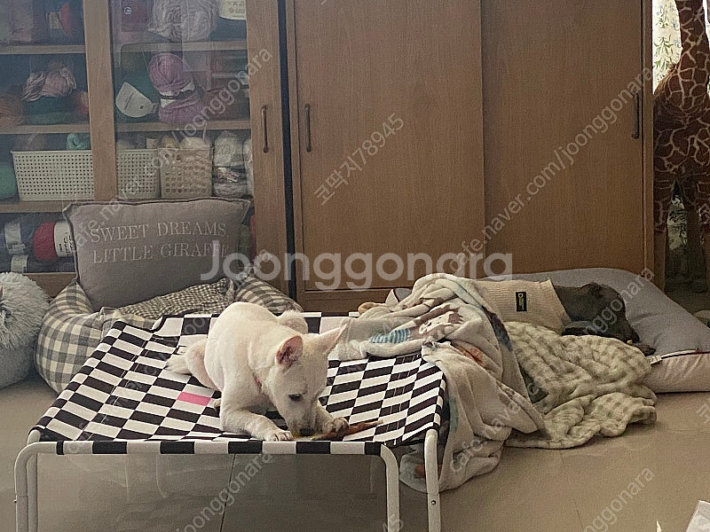 세븐펫 강아지 해먹 고양이 해먹--8