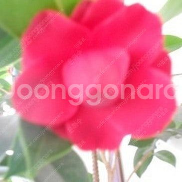 영화<발레리나>1매당 4,000원 /씨네Q,시네q,,씨...--0