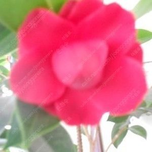 영화<발레리나>1매당 4,000원 /씨네Q,시네q,,씨내큐,씨네큐 만가능(신도림,경주보문,구미봉곡,청라 씨네큐예매가능)