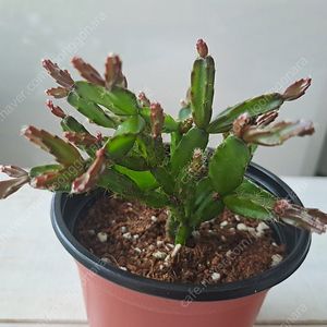 로지아 게발선인장 (수입)