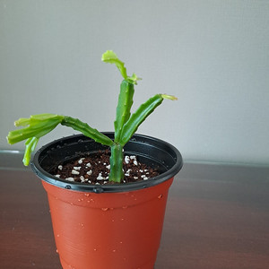 엑소티카 게발선인장