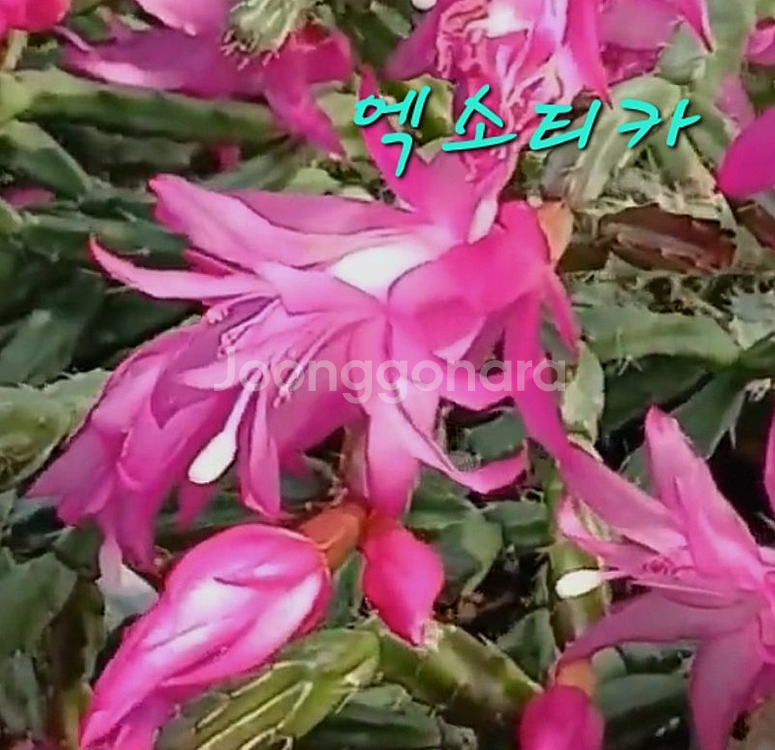 엑소티카 게발선인장--1